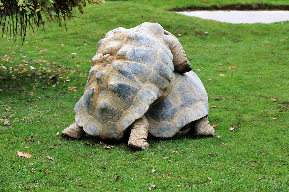 Tortoises on top of eachother. Free public domain CC0 photo.
