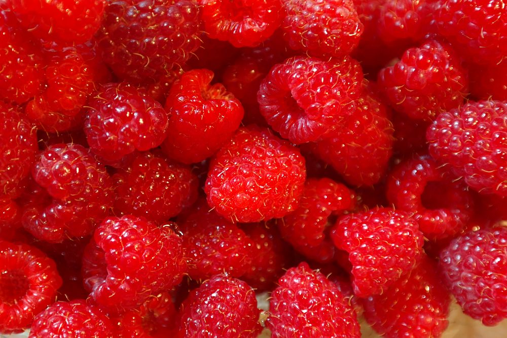 Closeup on pile of red raspberries. Free public domain CC0 photo. 