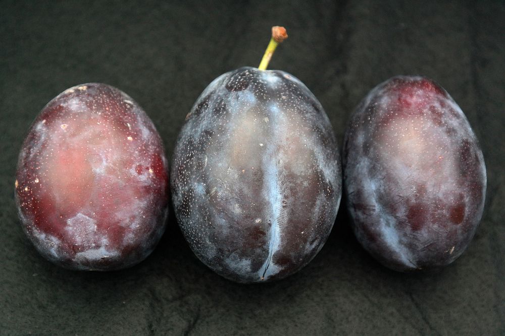 Closeup on fresh plums. Free public domain CC0 photo.