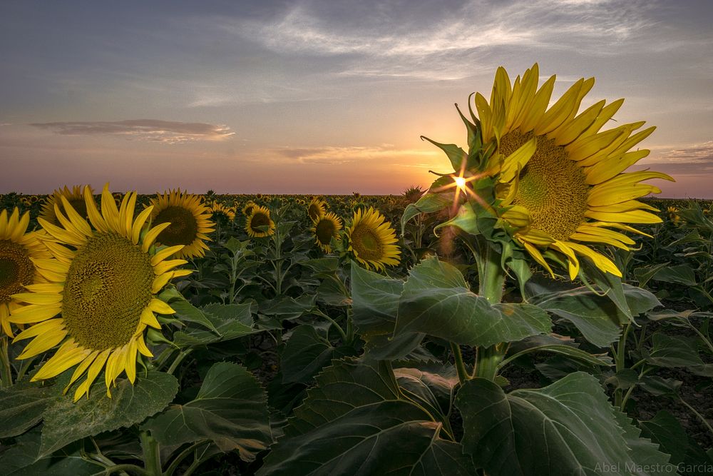 Sunflower background. Free public domain CC0 image.