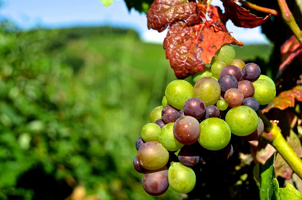 Closeup of grapes hanging on vine. Free public domain CC0 photo.