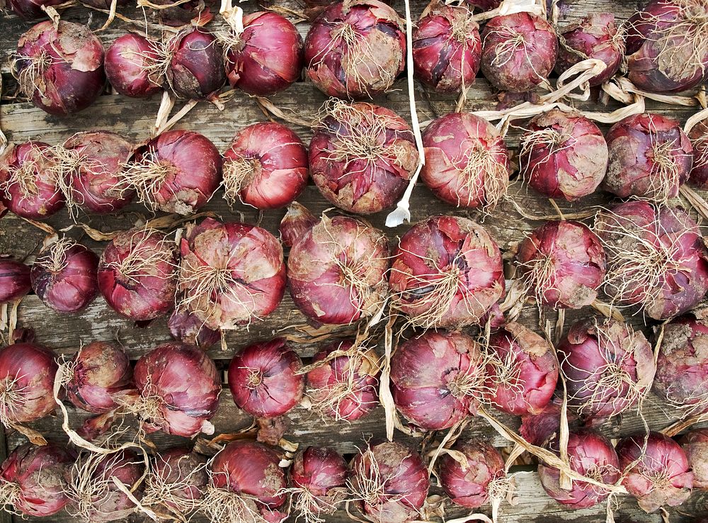 Red onions. Free public domain CC0 image