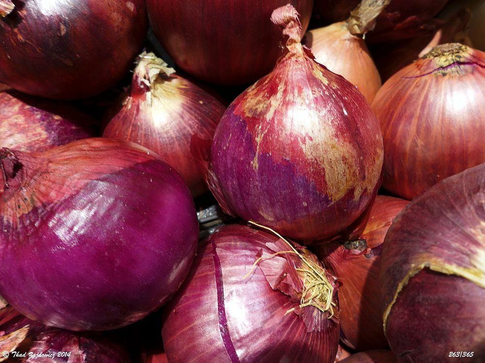 Onion. Free public domain CC0 photo.