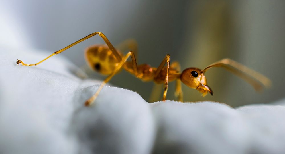 Fire ant. Free public domain CC0 image.
