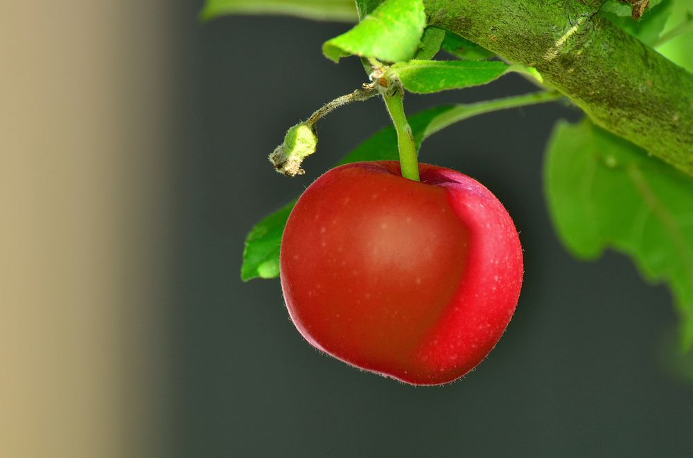 Closeup on red apple in tree. Free public domain CC0 photo.