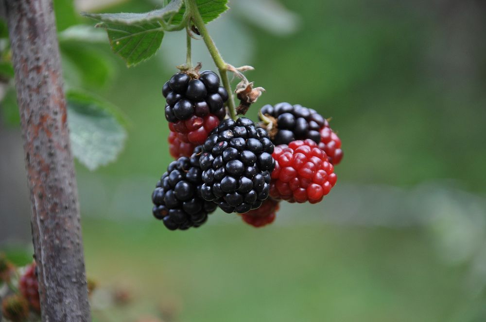 Closeup on blackberries growing on bush. Free public domain CC0 image.