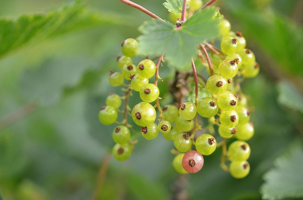 Closeup on unripe currant berries. Free public domain CC0 photo.