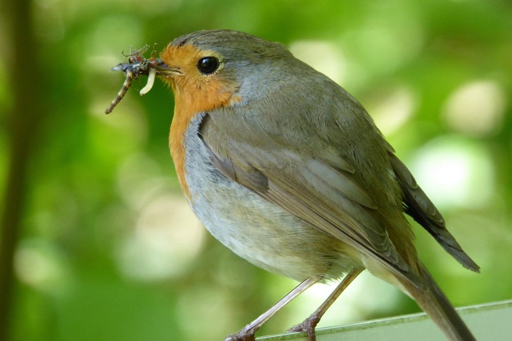 European robin bird eating, animal photography. Free public domain CC0 image.