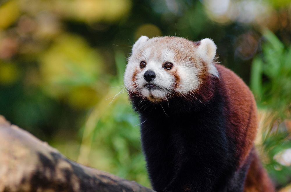 Cute red panda background, wildlife image. Free public domain CC0 photo.