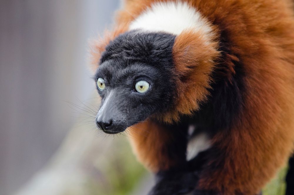 Red maki lemur. Free public domain CC0 photo