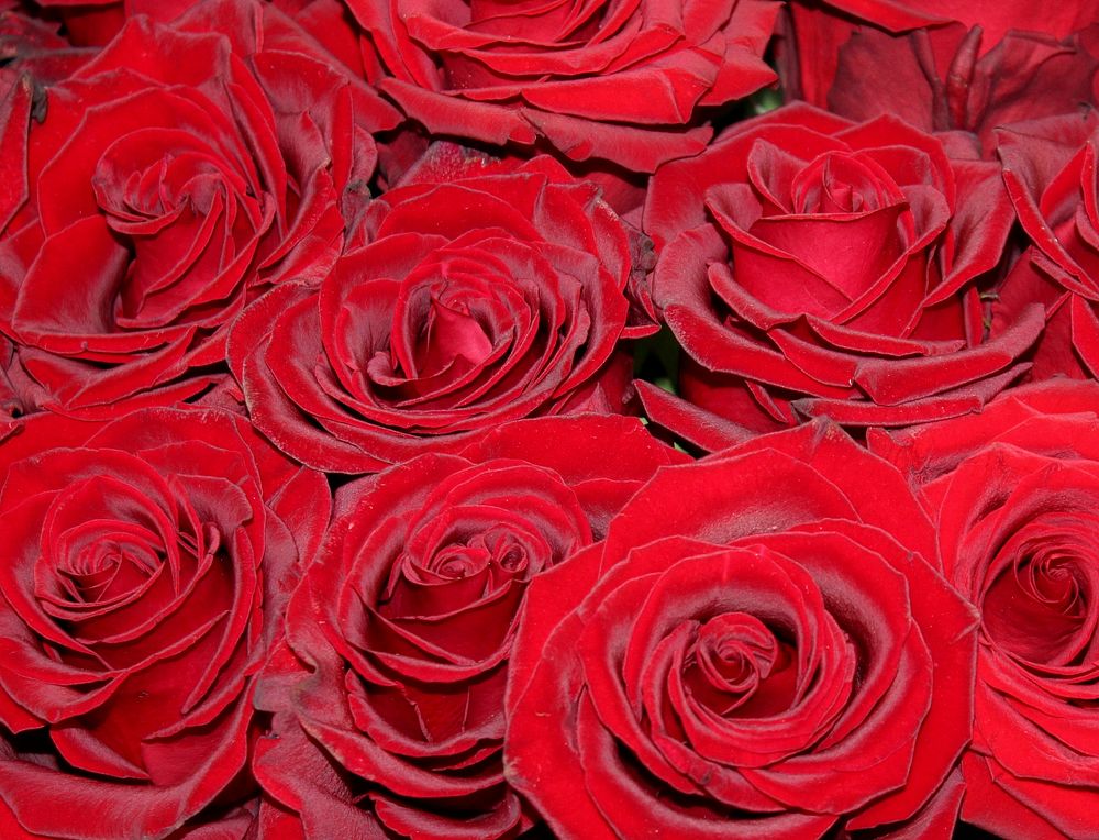Red rose. Free public domain CC0 image.