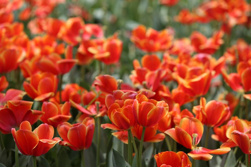 Orange tulip background. Free public domain CC0 photo.