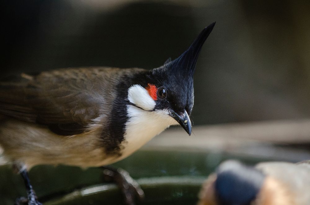 Red whiskered bulbul, bird photography. Free public domain CC0 image.