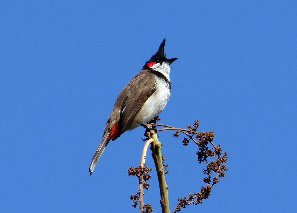 Red whiskered bulbul, bird photography. Free public domain CC0 image.
