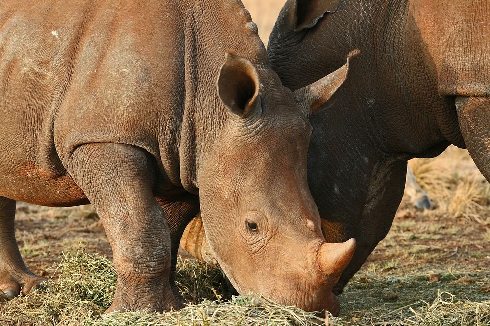 Close up rhino head. Free public domain CC0 photo.