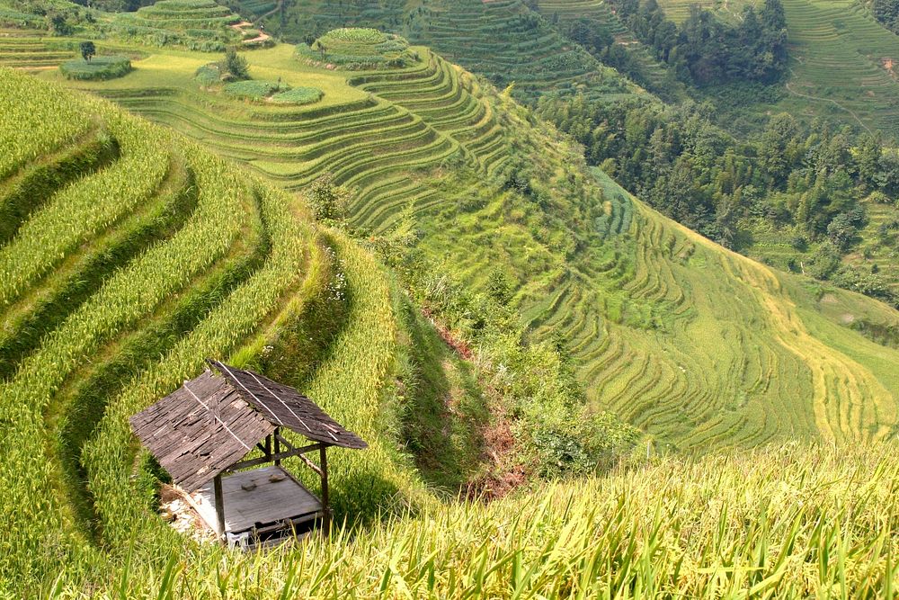Rice terrace field. public domain nature CC0 image.