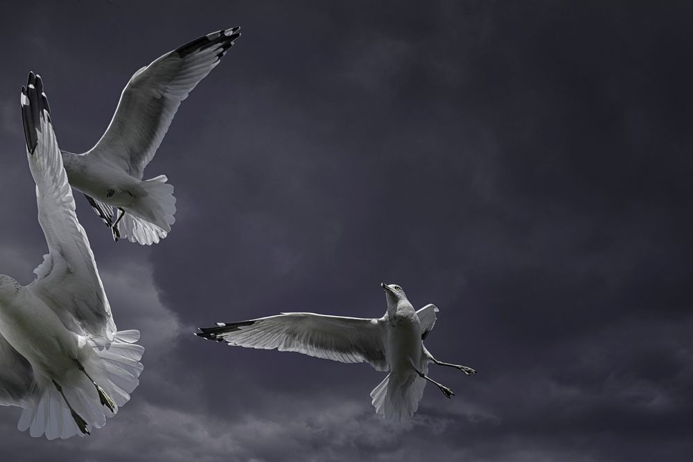 Flying seagulls close up. Free public domain CC0 photo.