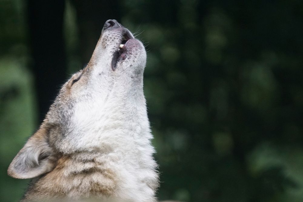 Howling wolf, wild animal background. Free public domain CC0 photo.