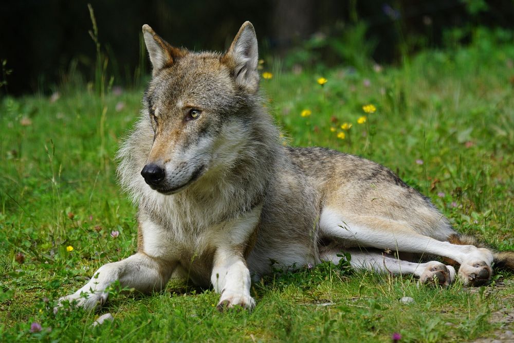 Wolf, wildlife background. Free public domain CC0 photo.