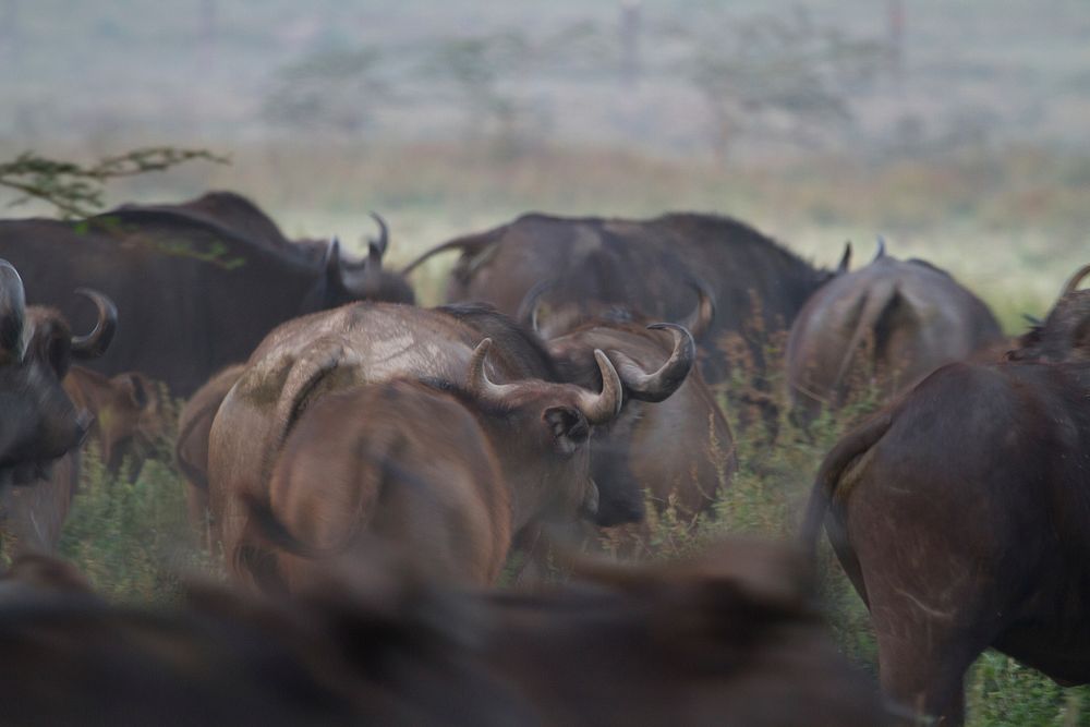 Buffalo, animal photo. Free public domain CC0 image.