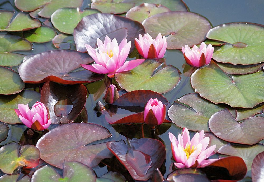 Pink water lily. Free public domain CC0 image.