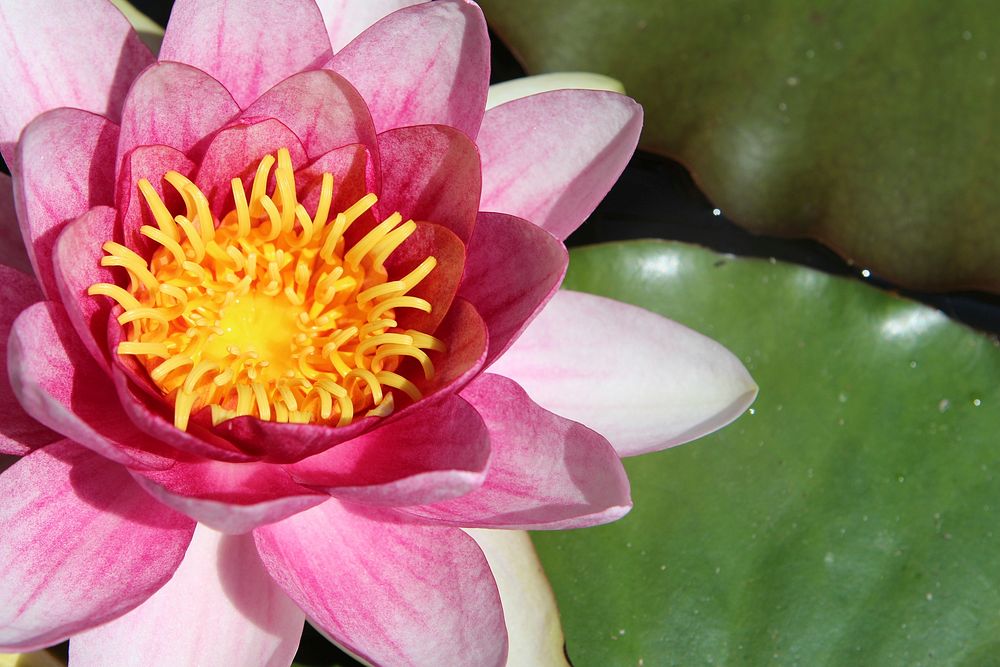 Pink water lily background. Free public domain CC0 photo.