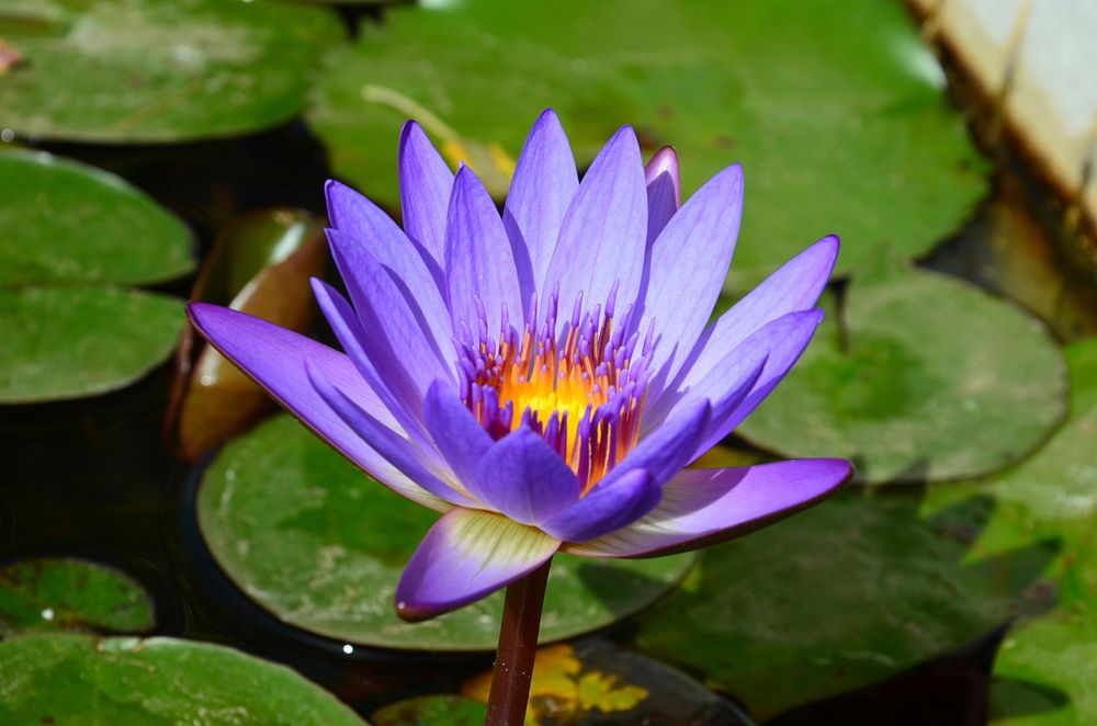 Purple water lily background. Free public domain CC0 image.