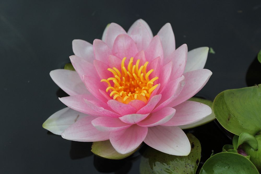 Pink water lily background. Free public domain CC0 image.