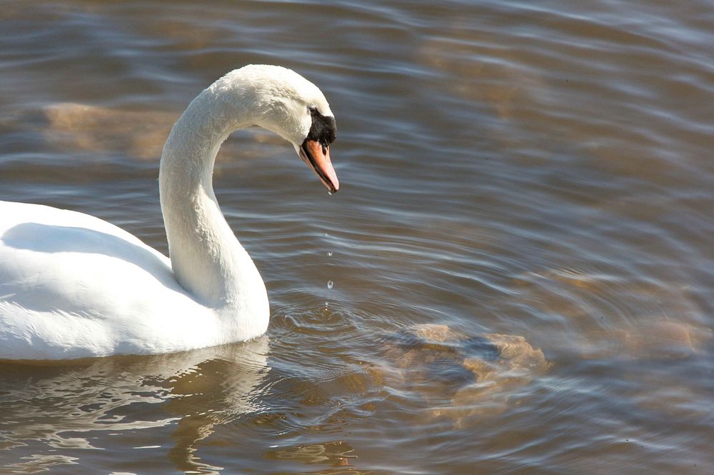 Beautiful white swan swimming alone. Free public domain CC0 photo.
