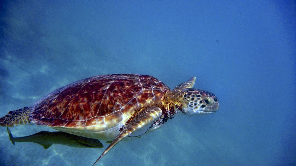Green sea turtle swimming closeup. Free public domain CC0 photo.