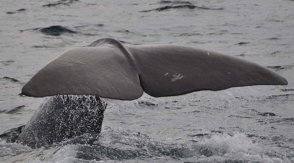 Whale tail above water closeup. Free public domain CC0 photo.