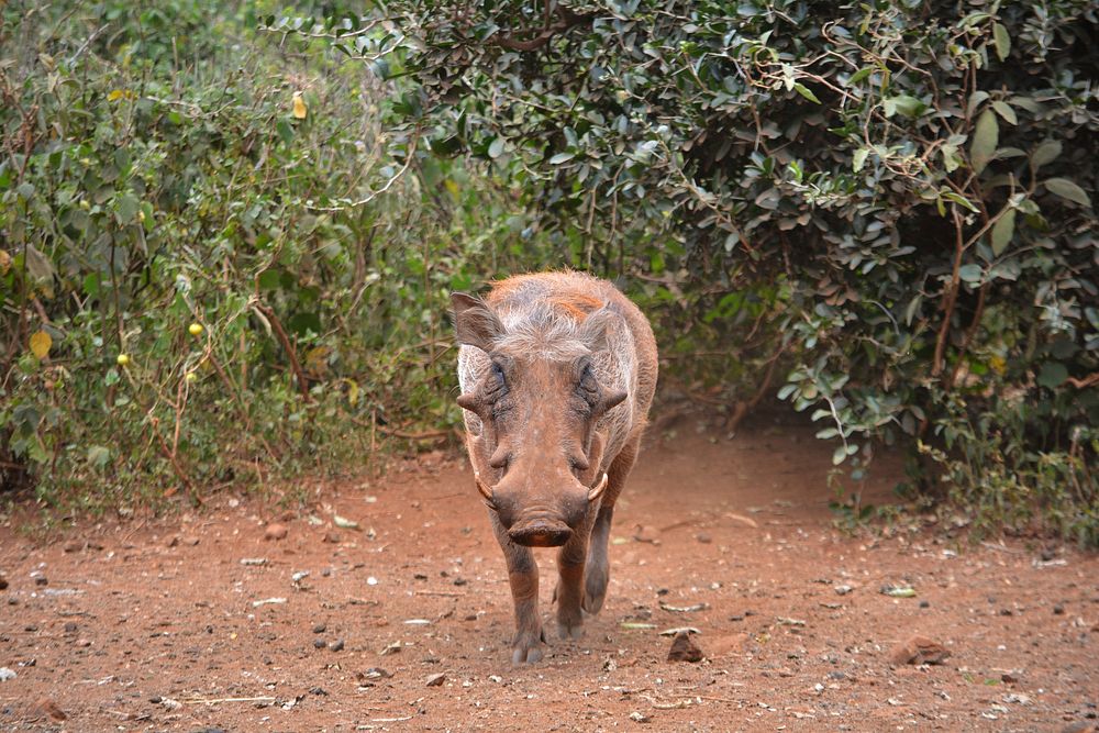 Wild boar photo. Free public domain CC0 image.