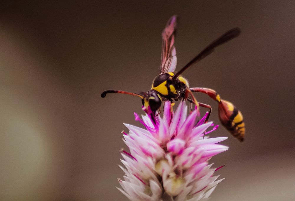 Wasp and pink flower.  Free public domain CC0 photo.