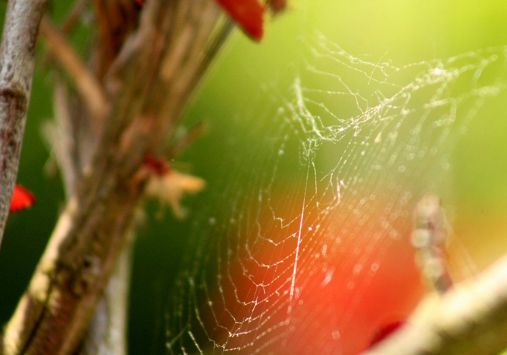 Spider-web background. Free public domain CC0 photo.