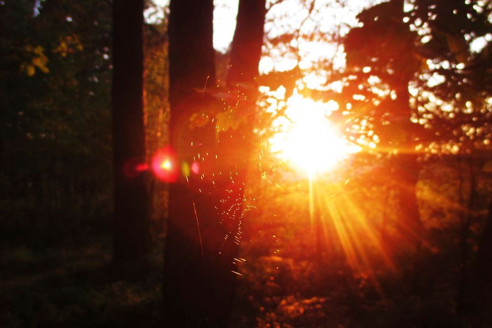 Beautiful forest sunset with spider-web. Free public domain CC0 photo.