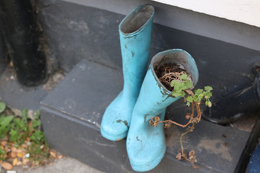 Plant growing inside the boots. Free public domain CC0 image.