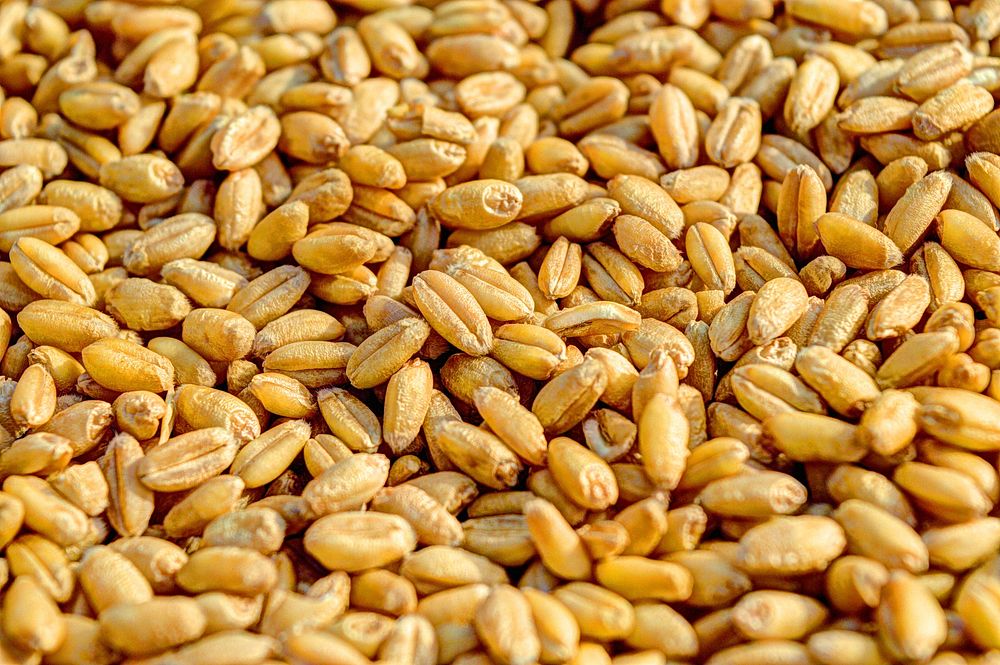 Grains & seeds. Free public domain CC0 image