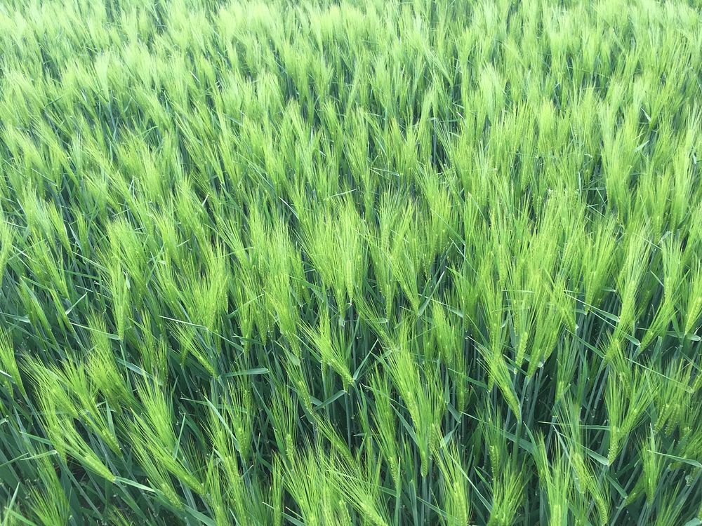 Agricultural wheat field. Free public domain CC0 photo.