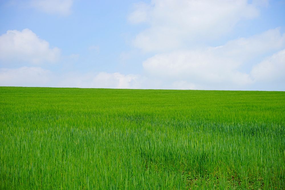 Agricultural cornfield. Free public domain CC0 photo.