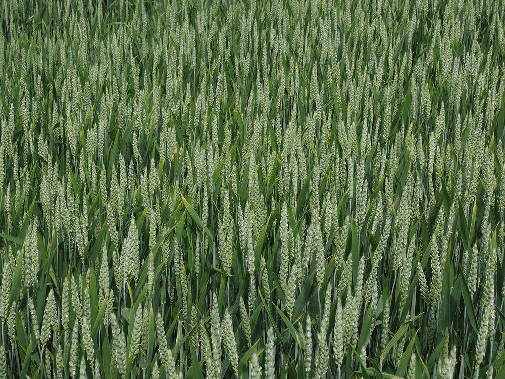 Agricultural cornfield. Free public domain CC0 photo.