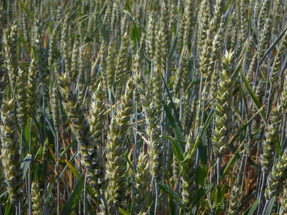 Agricultural wheat field. Free public domain CC0 photo.