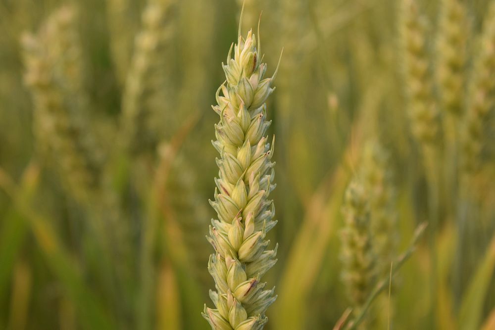 Wheat grain grass close up. Free public domain CC0 image.