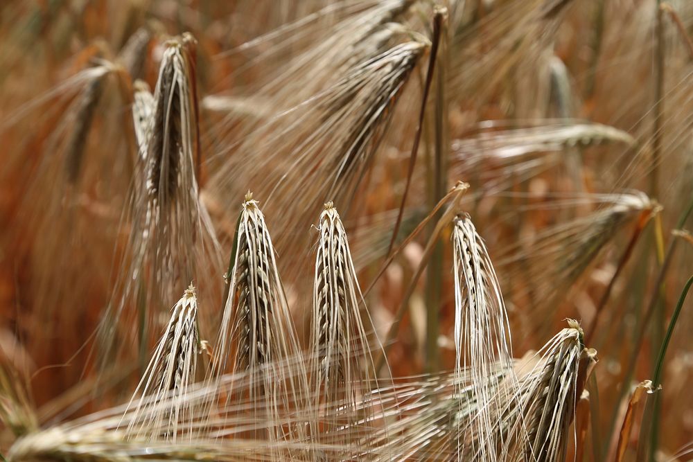 Agricultural cornfield. Free public domain CC0 photo.