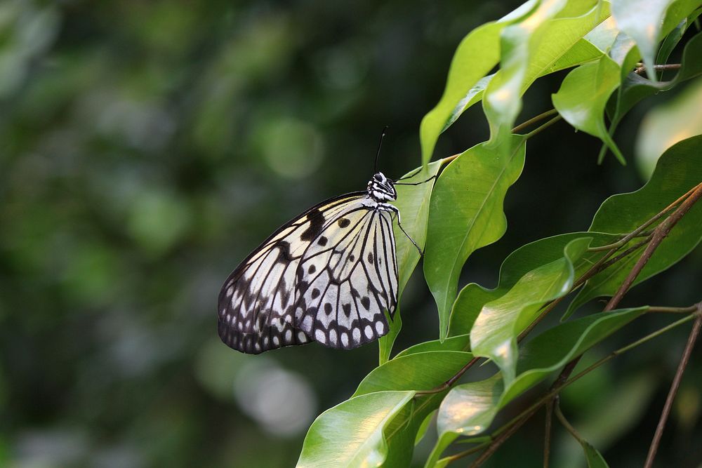 Butterfly in nature. Free public domain CC0 photo.