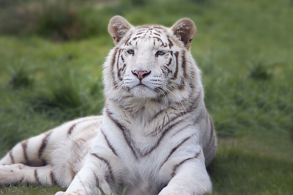 White Bengal tiger image. Free public domain CC0 photo.