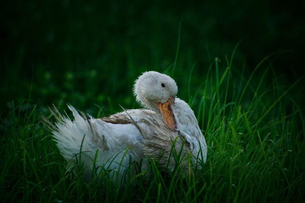 American pekin looking back. Free public domain CC0 image.