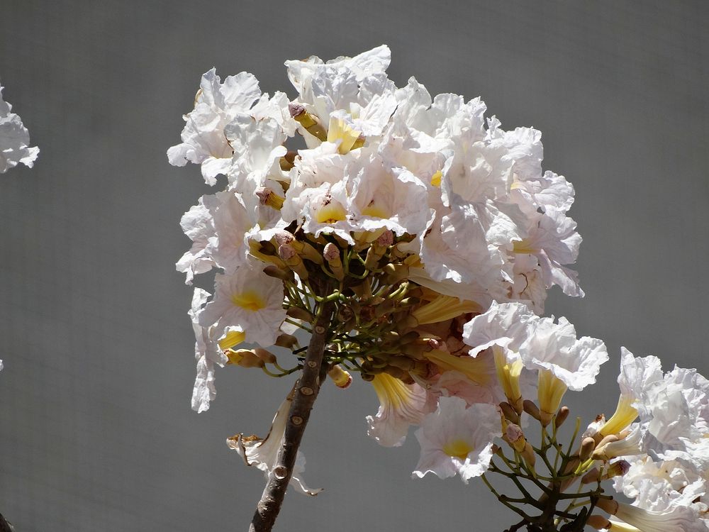 White flower background. Free public domain CC0 image.