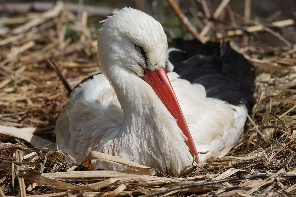 White stork bird, animal photography. Free public domain CC0 image.