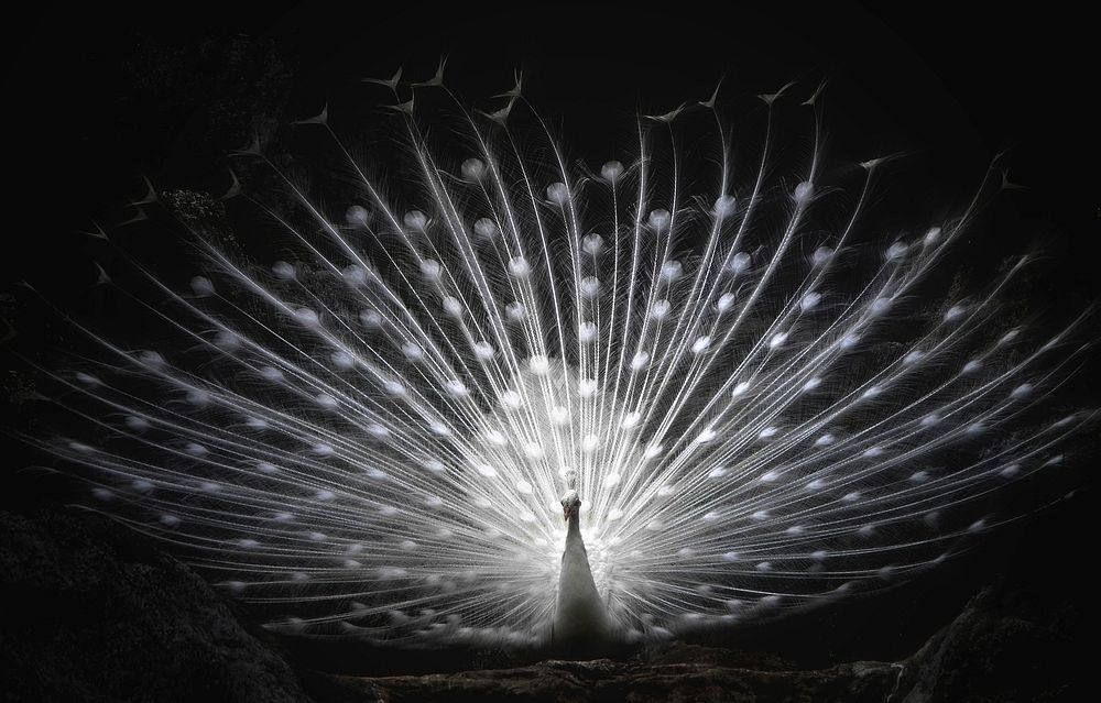 Beautiful peacock, animal photography. Free public domain CC0 image.