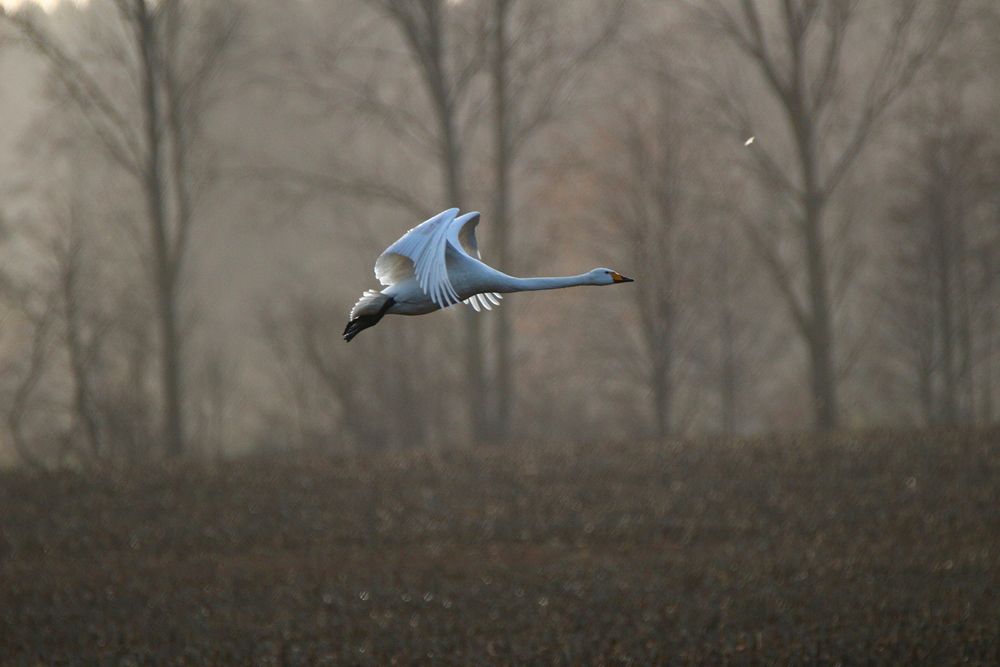 Flying whooper swan side view. Free public domain CC0 photo.